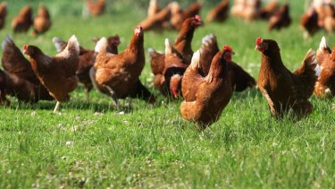 Producing free-range eggs increased carbon output by 20 per cent.
