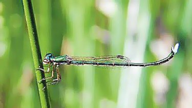 The endangered Ancient Greenling damselfly.