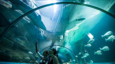 Manly Sea Life Sanctuary closes its doors after 55 years