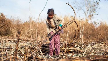 Young: School-aged children have been photographed working in the sugar plantation in potential breach of the international convention on child labour.