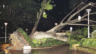 Force of nature: A large tree was uprooted in Sydney's Hyde Park.