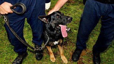 Sydney Protest Man Charged With Kicking Hero Police Dog