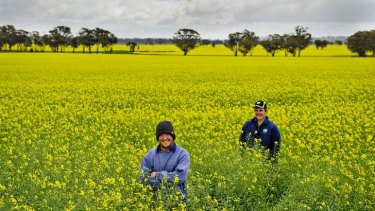 Family business: Gregory Morton, 27, and Brad, 19, look out over this season's canola crop. Brad doesn't want a farm because of the financial risk of trading with multinationals.