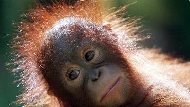 Tripa's orang-utan population is estimated at several hundred, of which 100 may have died in the fires of recent weeks.