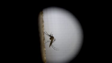 The Aedes Aegypti mosquito, responsible for the spread of the Zika virus, during testing at the Roosevelt Hospital in Guatemala City.
