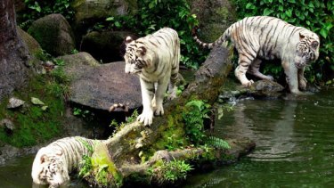 Three white tigers in their enclosure at Singapore Zoo in 2001.