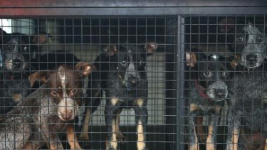 Last-ditch measures ... puppies are removed from the Fairfield RSPCA.