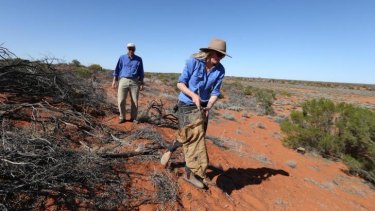 Catch and release: Professor Dan Blumstein and Bec West lay traps for a burrowing bettong at the research station.