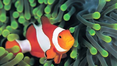 Clownfish populations on coral reefs have been declining since Finding Nemo was released.