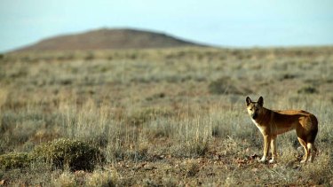 A startling discovery: Commonly believed to be a breed of wild dog, scientists now consider the dingo to be a species in its own right.