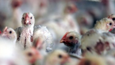 Each Australian eats about 44 kilograms of chicken meat a year, but the workers who slaughter those chickens say they are underpaid.