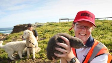 Maremma dogs return to Middle Island in Stingray Bay, guided by Amanda Peucker, holding a penguin chick. Environmental scientist Dave Williams is with the three dogs the background.