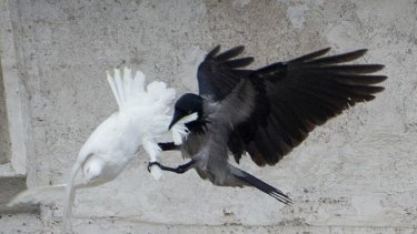 A crow swoops on one of the doves released by the pope.