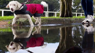 Out and about: Rain didn't put off walkers and dogs in Centennial Park.
