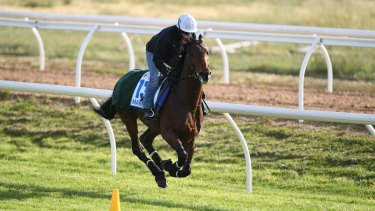 English raider Marmelo in training for the Melbourne Cup at Werribee racecourse on Sunday.