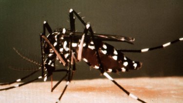 The Asian tiger mosquito can bite dozens of times a minute.