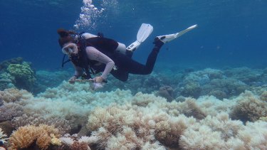 The death of half of the Great Barrier Reef's corals during two summers – according to preliminary estimates – probably failed to interrupt barbecue banter for most Australians.