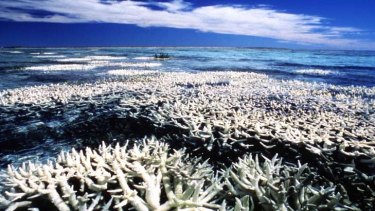 Coral on the Great Barrier Reef suffering the effects of bleaching.