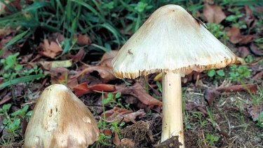 A death cap mushroom, left, beside a Volvariella variety, which is related to straw mushrooms.
