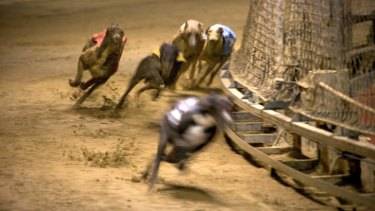Race for survival: The Canidrome greyhound racing stadium in Macau.