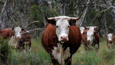 Alpine National Park cattle grazing, one of the state policies deemed unfavourable by a global conservation conference.