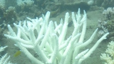 Staghorns (top) have suffered more than brain coral.