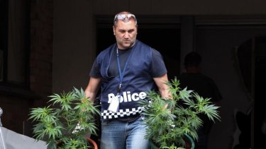 Police remove cannabis plants from a house following a raid.