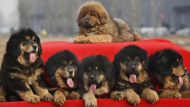 China S Canine Craze Big Dogs With Lots Of Hair And Saliva