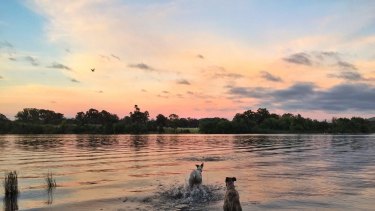 Dog days of summer at Lake Burley Griffin