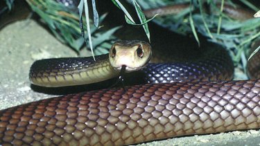 Deadly Queensland taipan venom saves lives