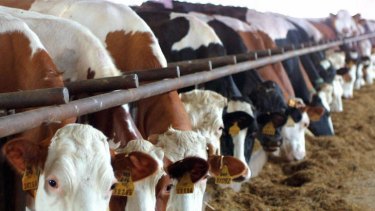 Australian beef exporters stand to benefit after a dairy cow in the US was found to have mad cow disease.