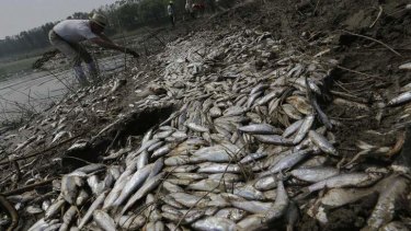 Workers clean up dead fish on the banks of the polluted Fu river in Wuhan, Hubei province.