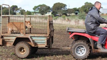 Matt Gardiner relocating bobby calf O from paddock to shed on day two.