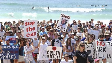 Protesters gather at Manly beach to denounce Western Australia's new policy to catch and kill sharks.