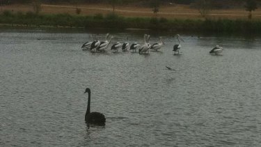 Birdlife at Swan Lake, at the Port of Brisbane.