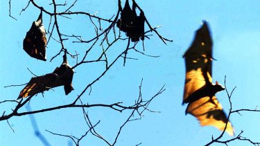 The problem of bats in urban areas is back in the spotlight.