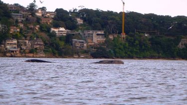 The mother whale off Chinamans Beach, Middle Harbour.