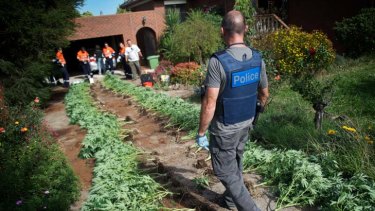 Bust ... police with marijuana plants in Melbourne last month.