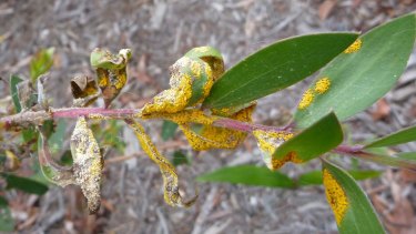 Myrtle rust spores attacking a paperbark species.