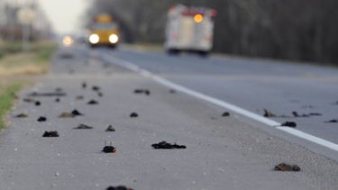 Further south ... hundreds of birds scattered on a rural highway in Louisiana.