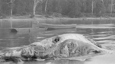 Recommended stay 30 hours: Rheumatism sufferer Bob Wiles in the carcass of a whale at Twofold Bay, Eden.