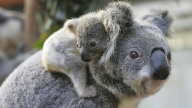 At risk: A koala mother and baby.