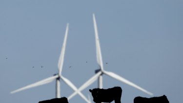 Cattle graze in a pasture against a backdrop of wind turbines which are part of the 155 turbine Smoky Hill Wind Farm near Vesper, Kan., Wednesday, Dec. 9, 2015.  (AP Photo/Charlie Riedel)
