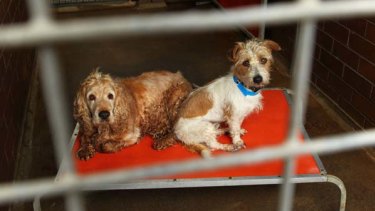 Death-row dogs... unwanted pets at Blacktown Animal Holding Facility.
