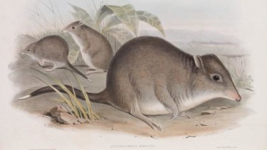 The long-nosed potoroo from John Gould's Mammals of Australia, 1863.