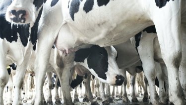 While other milk processors are forecasting an improved farmgate price as global markets stabilise, Murray Goulburn in October cut its farmgate price for milk.