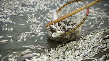 A net lifts up dead fish found in the Fu River in central China's Hubei province after an ammonia leak from a nearby factory.