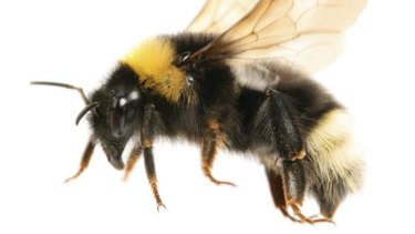 Discerning: Bumblebees link differences in pollen quality with floral features such as petal colour.