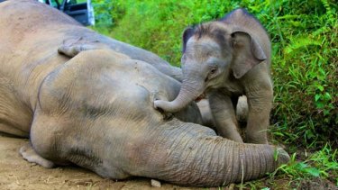 Mysterious deaths ... A pygmy elephant calf walks next to its dead mother in Gunung Rara Forest Reserve. Ten endangered Borneo pygmy elephants have been found dead in Malaysia's state of Sabah on the Borneo island.