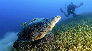 Valuable seagrass is at risk from coastal development and nutrient runoff.